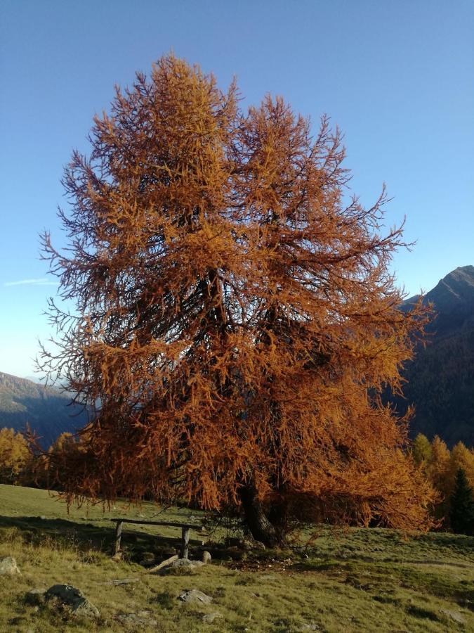 CrovianaAngeli Dolomiti Houseアパートメント エクステリア 写真